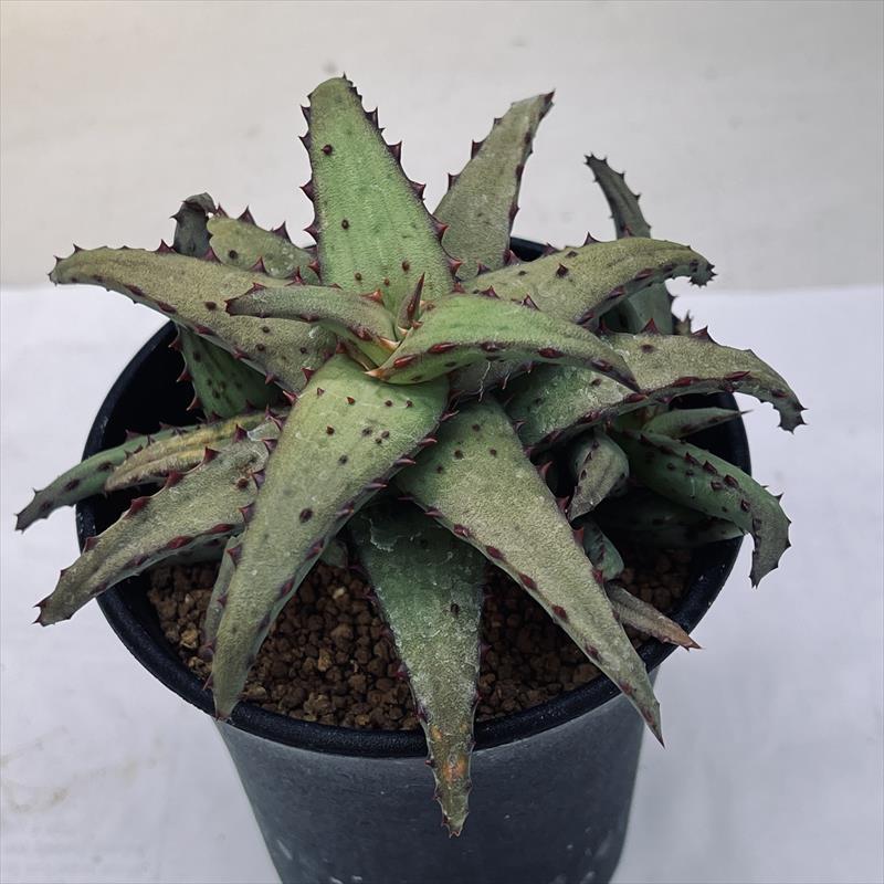 多肉植物：アロエ カスティロニアエ 実生*幅10cm 現品！一品限り