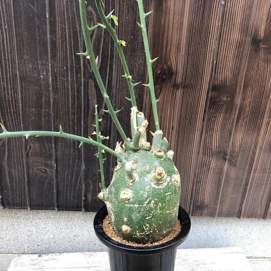 コーデックス：アデニア プセウドグロボーサ*塊根幅14cm 現品！一品