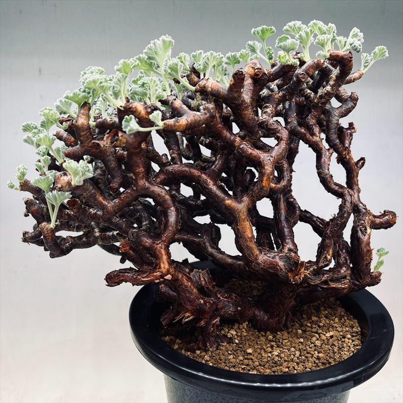 コーデックス：ペラルゴニウム ミラビレ 大株*幅26cm 現品！一品限り