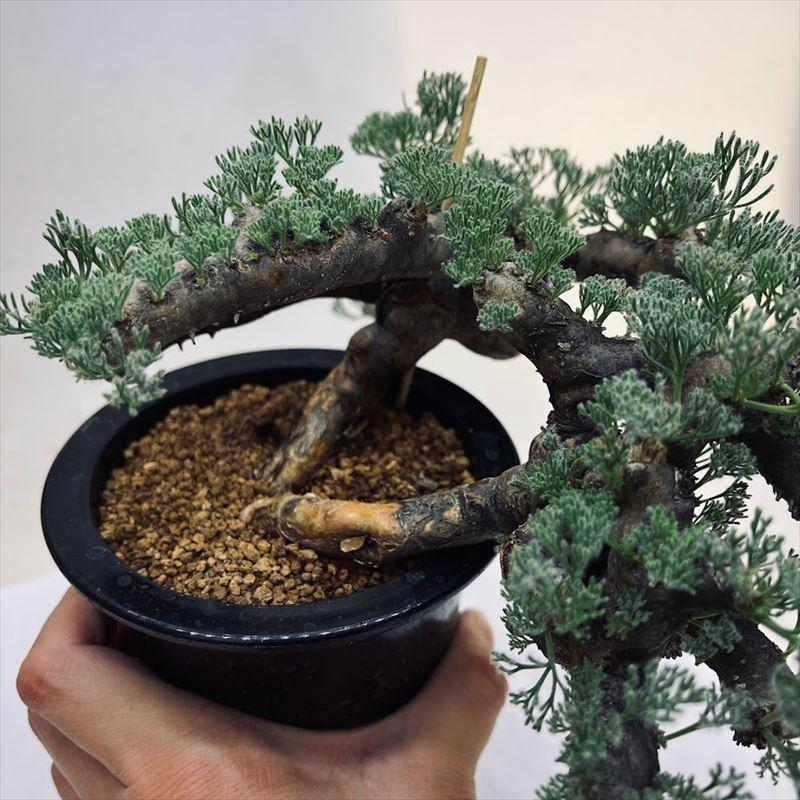 コーデックス：サルコカウロン ムルチフィズム*幅21cm 現品！一品