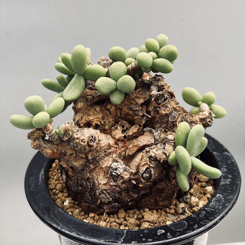 コーデックス：ケラリア ピグマエア 大株*葉幅11cm 現品！一品限り