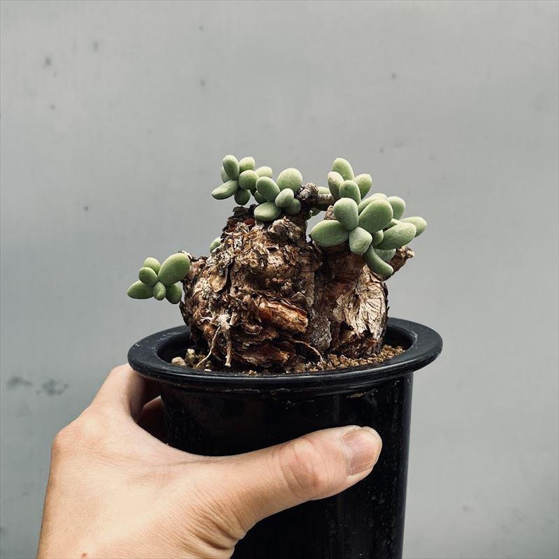 コーデックス：ケラリア ピグマエア 大株*葉幅11cm 現品！一品限り