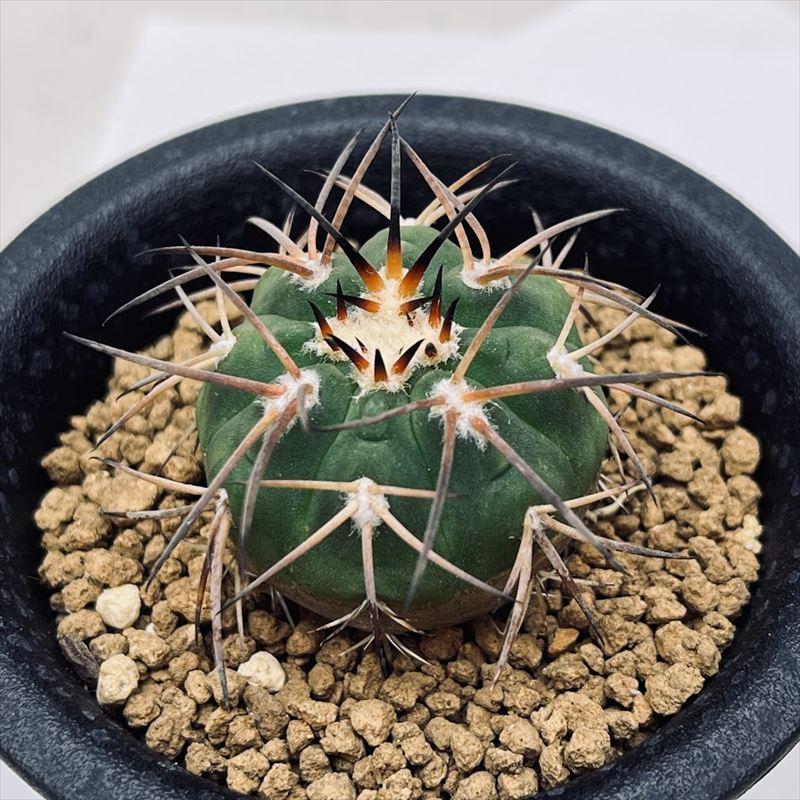 サボテン：ギムノカリキウム 天平丸 実生*幅3.5cm : 遊恵盆栽 Yahoo!店