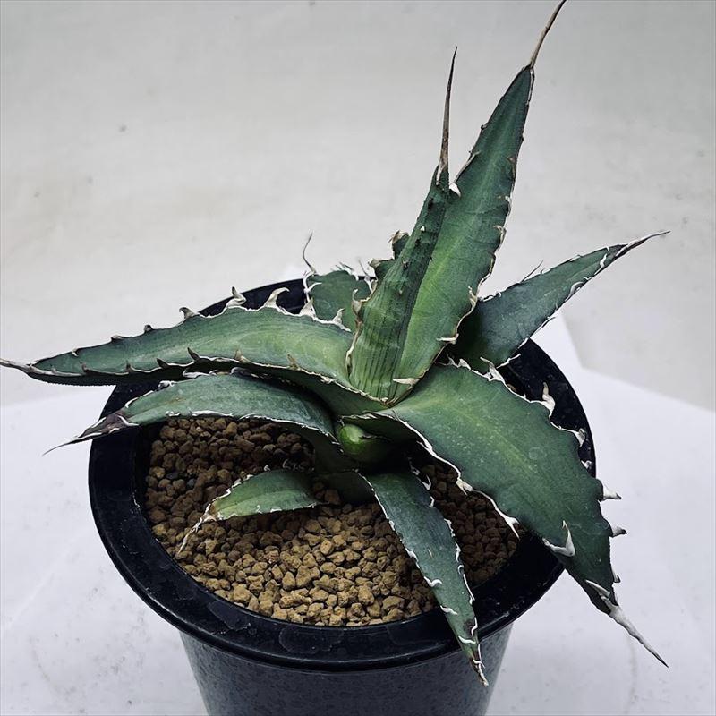 多肉植物：アガベ キシロナカンサ*幅15cm 現品！一品限り : 遊恵盆栽