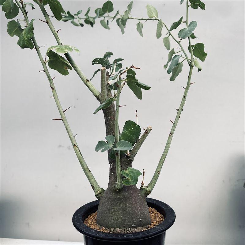 コーデックス：アデニア スピノーサ*塊根幅6cm 現品！一品限り