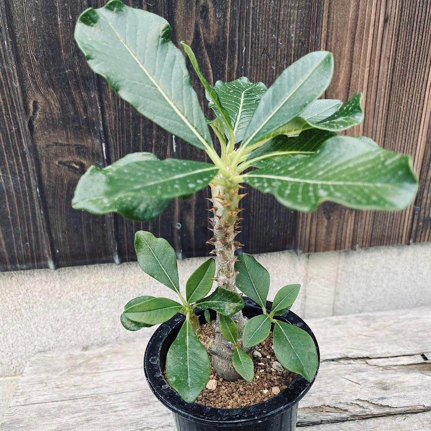 コーデックス：パキポディウム ウィンゾリー 実生*葉幅21cm 現品