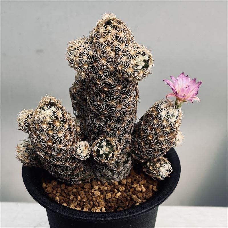 サボテン：エスコバリア ミニマ*幅9cm 現品！一品限り : 遊恵盆栽