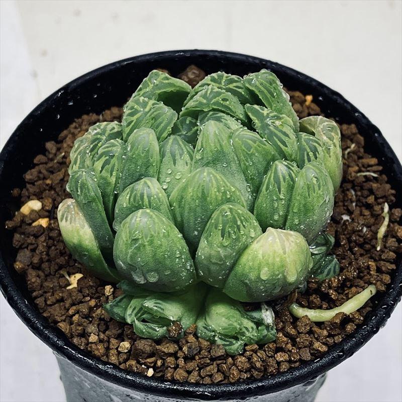 多肉植物：ハオルチア 若緑*M 幅5cm : 遊恵盆栽 Yahoo!店 - 通販