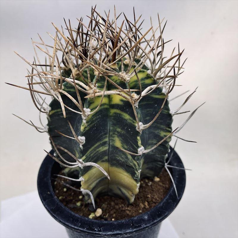 サボテン：アストロフィツム 大鳳玉錦*幅10cm : 遊恵盆栽 Yahoo!店