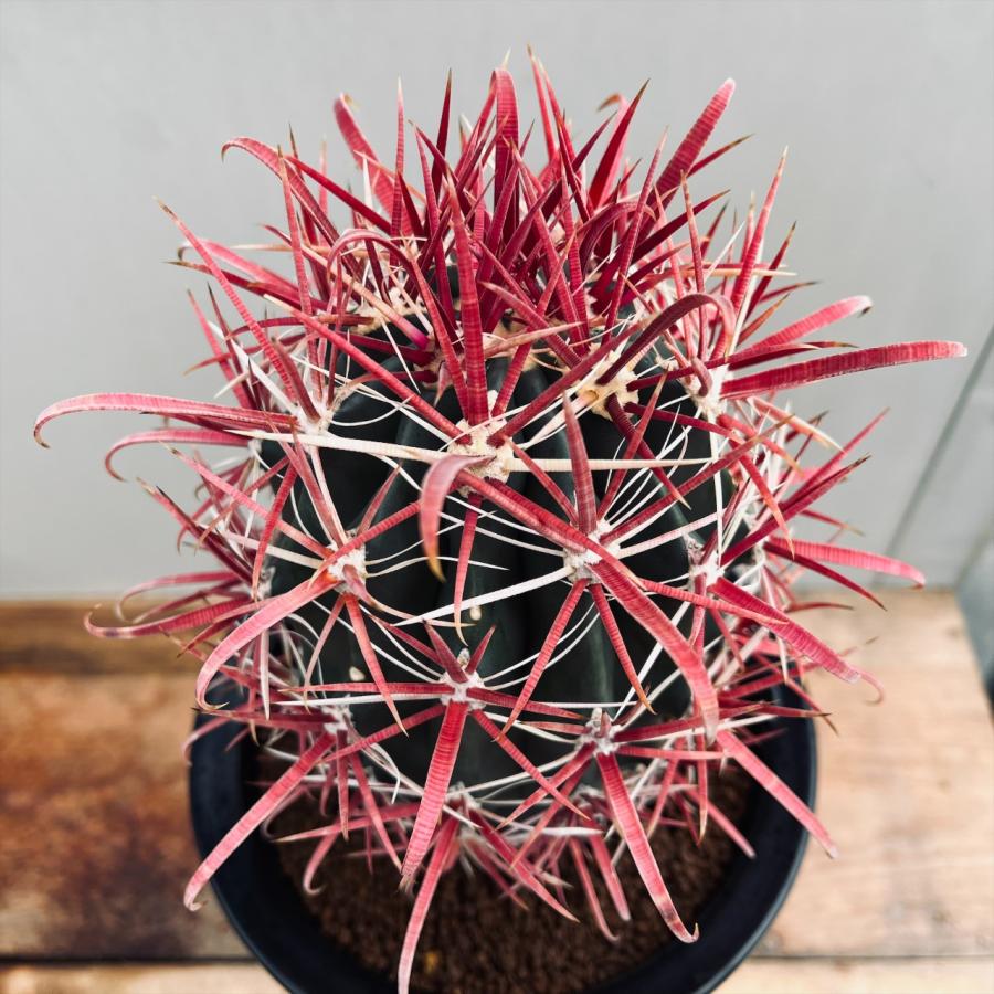 サボテン：フェロカクタス 神仙玉*幅10cm 現品！一品限り : 遊恵盆栽