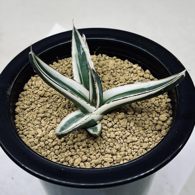 多肉植物：アガベ 氷山*幅7cm 現品！一品限り : 遊恵盆栽 Yahoo!店