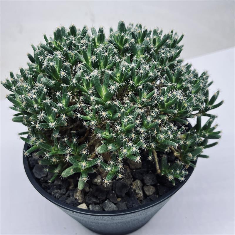 多肉植物：トリコディアデマ 紫晃星*葉幅15cm : 遊恵盆栽 Yahoo!店