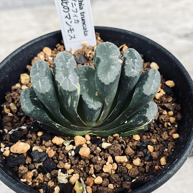 多肉植物：ハオルチア 玉扇 特大マグニフィカ 北のマンモス錦*幅5cm