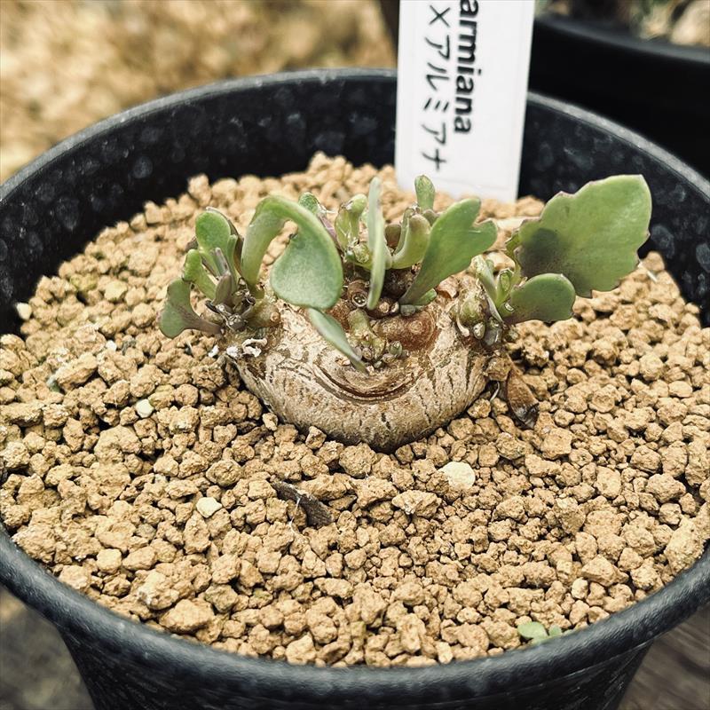 コーデックス：オトンナ ヘレー×アルミアナ 実生*幹幅3.5cm 現品