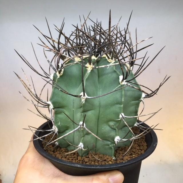 サボテン：アストロフィツム 大鳳玉*幅8cm 現品 一品限り : 遊恵盆栽