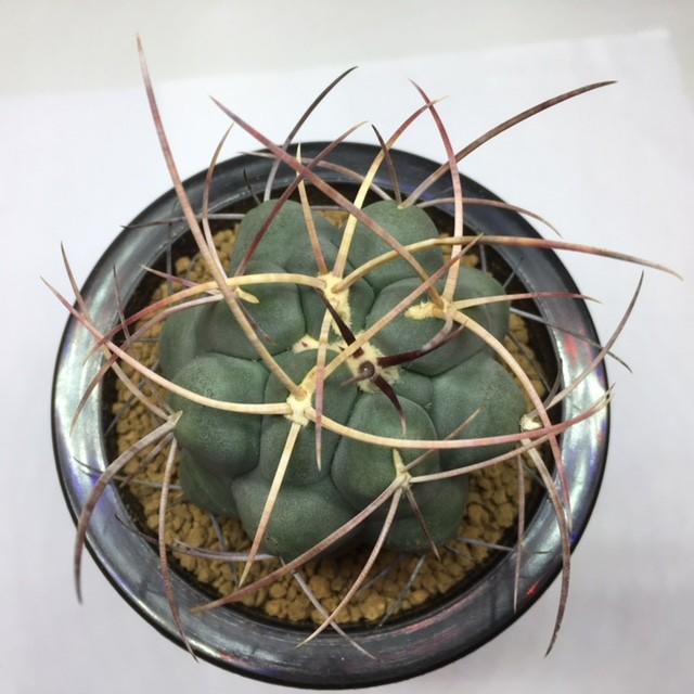 サボテン：テロカクタス 天晃*幅6cm 現品 一品限り : 遊恵盆栽 Yahoo