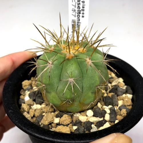 サボテン：コピアポア ハセルトニアナ 逆鱗丸*幅4.5cm 現品！一品