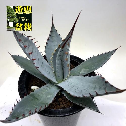多肉植物：アガベ 屈原の舞扇*L 幅16cm : 遊恵盆栽 Yahoo!店 - 通販