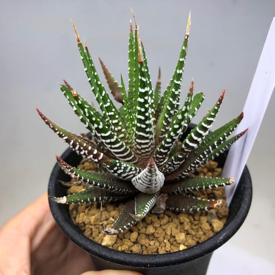 多肉植物：ハオルチア 十二の巻*S 幅6cm : 遊恵盆栽 Yahoo!店 - 通販