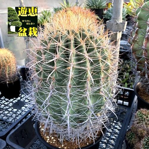 サボテン：フェロカクタス 白鳥丸*幅17cm 現品！一品限り : 遊恵盆栽