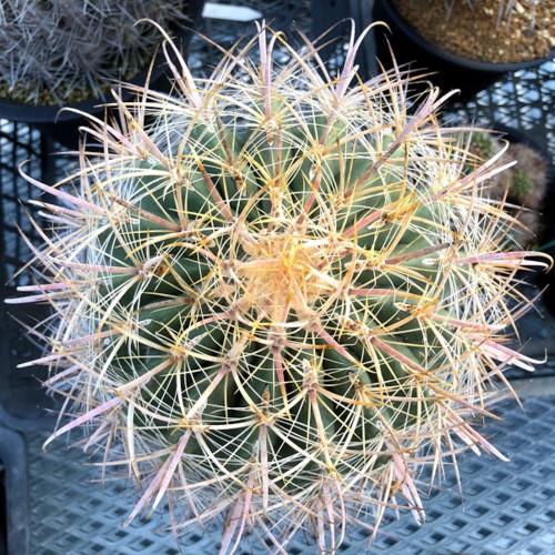 サボテン：フェロカクタス 白鳥丸*幅17cm 現品！一品限り : 遊恵盆栽