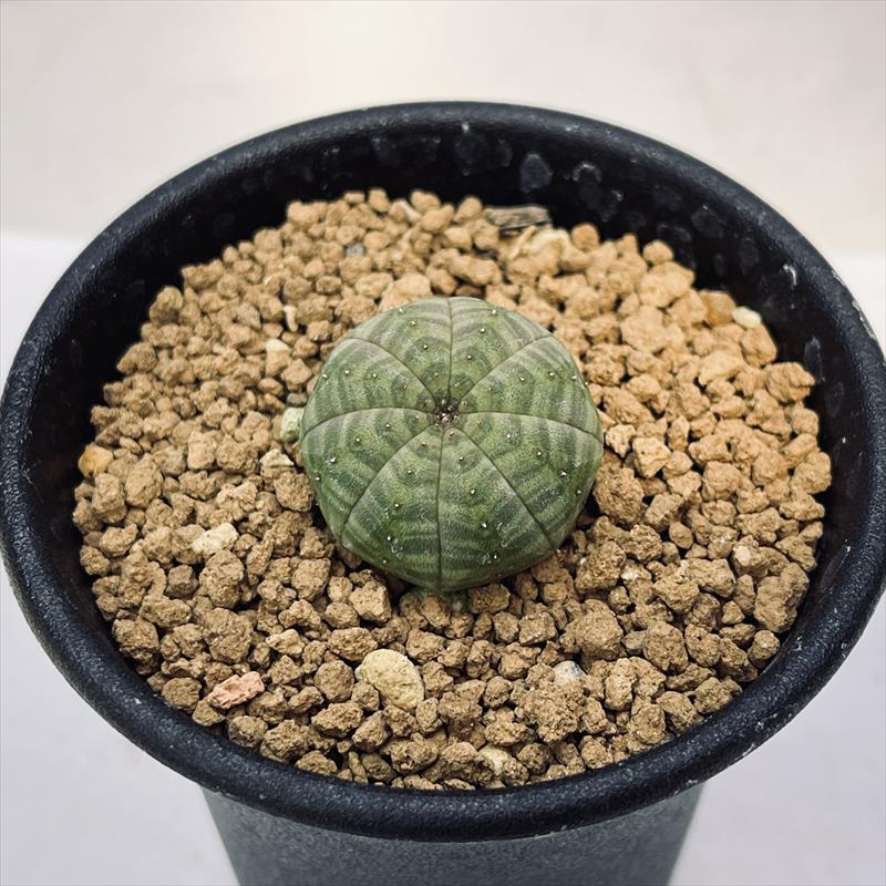 ☆特価☆多肉植物：ユーフォルビア オベサ*S 幅2.5cm ☆赤松実生