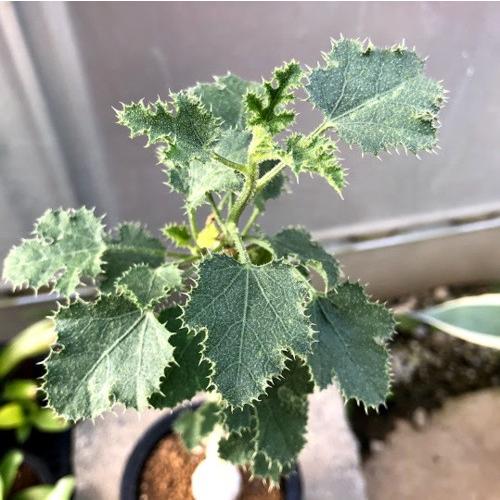 多肉植物：デンドロシキオス ソコトラーナ*塊幅3cm 現品！一品限り