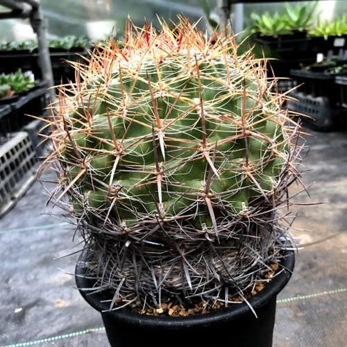 サボテン：フェロカクタス 紅裳竜*幅15cm 現品 一品限り : 遊恵盆栽