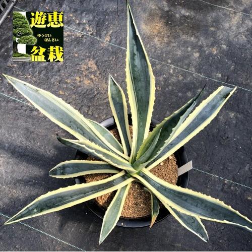 多肉植物：アガベ アメリカーナ覆輪（斑入リュウゼツラン）*幅43cm