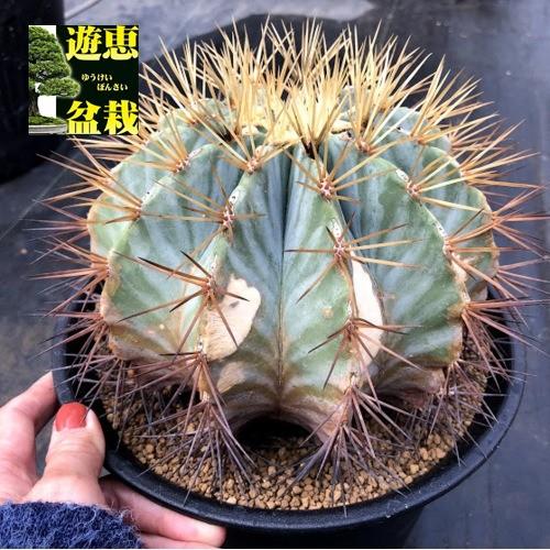 サボテン：フェロカクタス 王冠竜*幅16cm 現品！一品限り ※焼けあり
