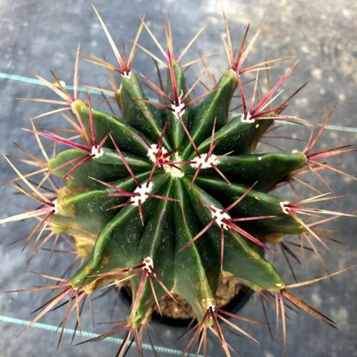 サボテン：フェロカクタス 赤鳳*幅11cm 現品！一品限り ※側面茶色い