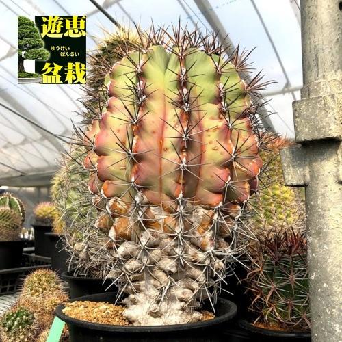 サボテン：フェロカクタス 江守*幅21cm 現品！一品限り ※株の側面に