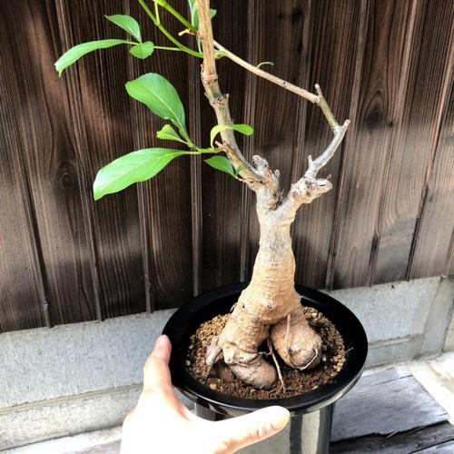 アフリカバオバブ アダンソニア ディギタータ *葉幅20cm 現品！一品