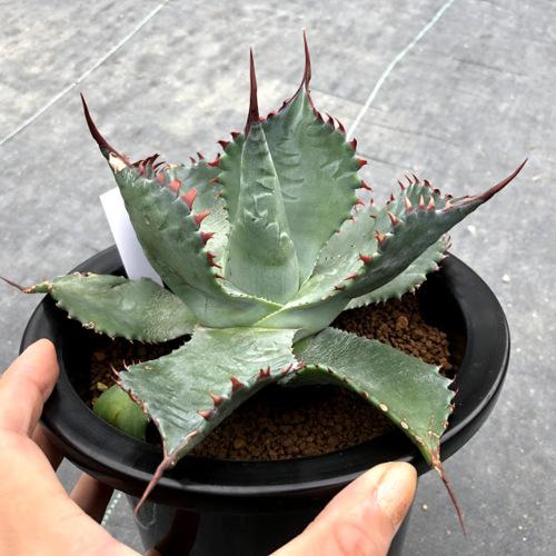 多肉植物：アガベ イシスメンシス×パラサナ*幅18cm 現品！一品限り