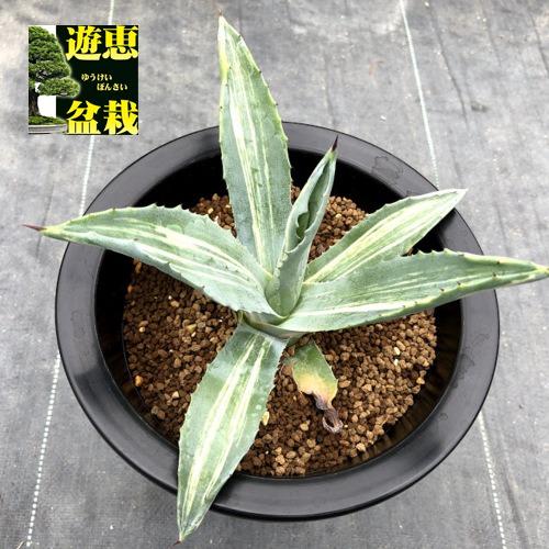 多肉植物：アガベ アメリカーナ錦 縞斑*幅18cm 現品！一品限り