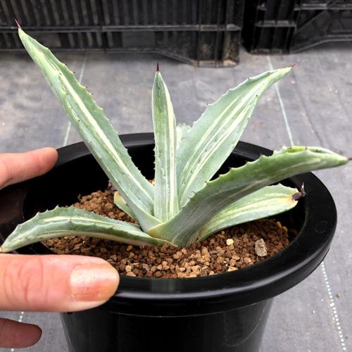 多肉植物：アガベ アメリカーナ錦 縞斑*幅18cm 現品！一品限り