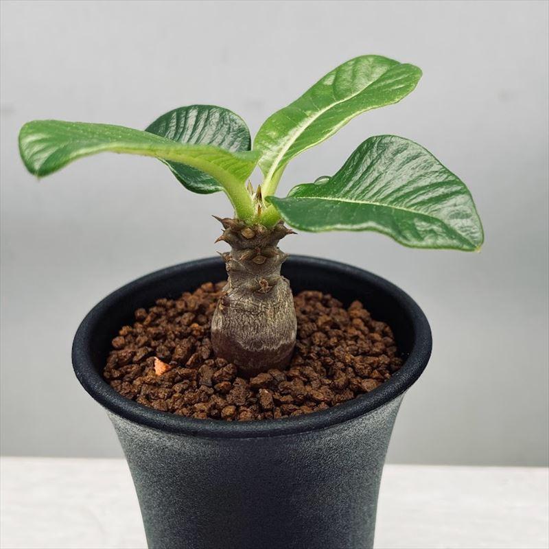 コーデックス：パキポディウム ウィンゾリー 実生 L*塊根幅1.5cm