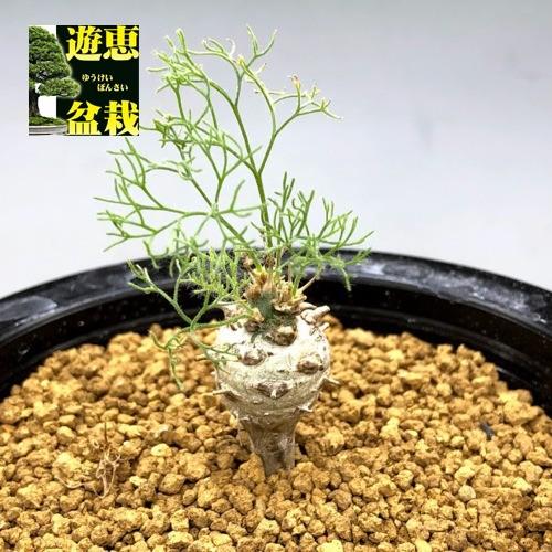 コーデックス：サルコカウロン ペニクリナム*塊根幅1.5cm 現品！一品