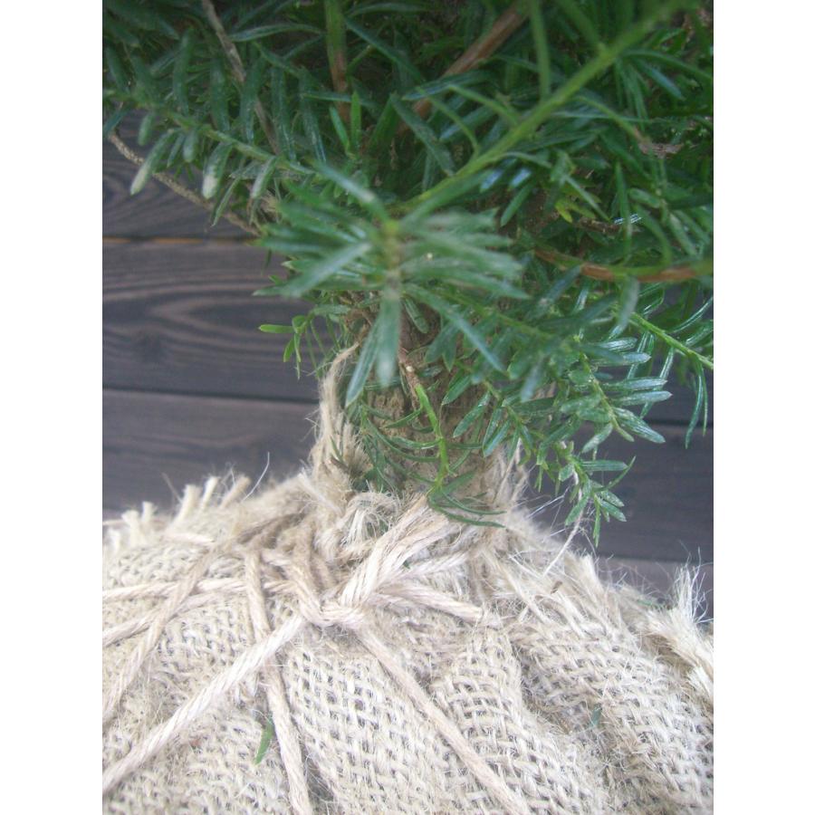 イチイ・アララギ 【雄株】 : 横の植木屋さん - 通販 - Yahoo!ショッピング