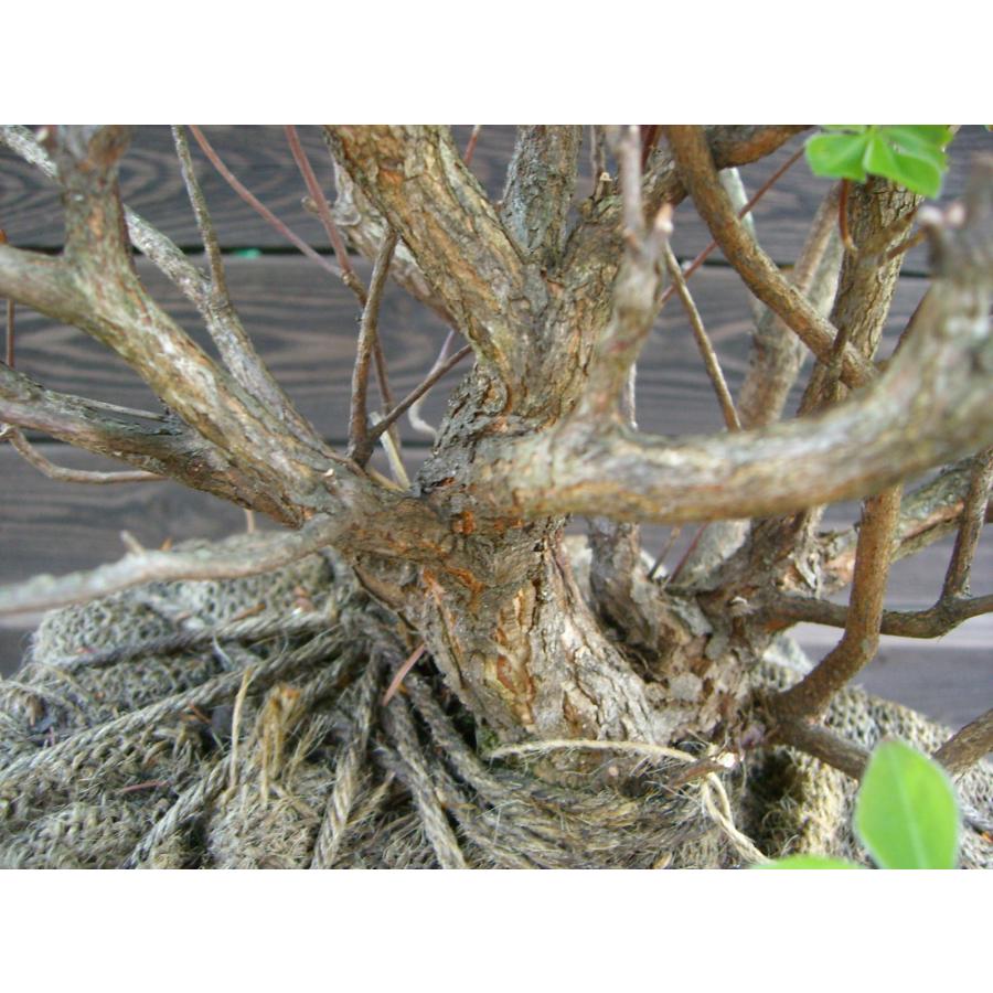 シロヤシオツツジ 良形良株 : 横の植木屋さん - 通販 - Yahoo!ショッピング