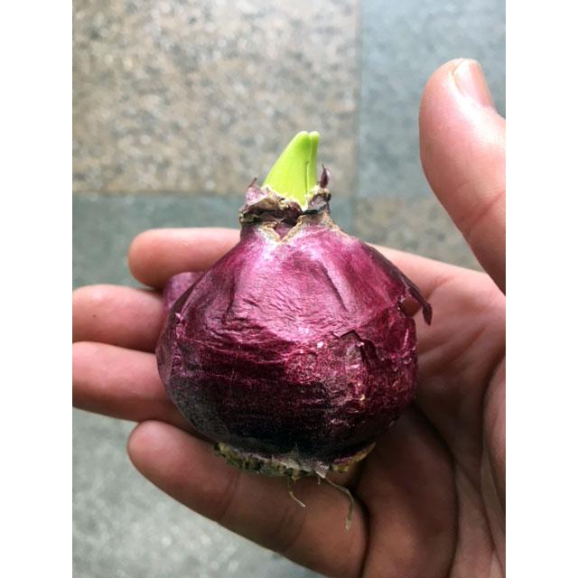 ヒヤシンス紫色 品種（ブルージャケット）特大球（球周16〜18cm