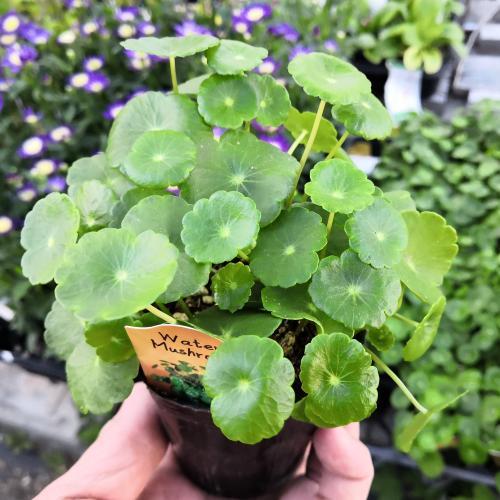 ウォーターマッシュルーム 2.5号ポット苗 : やましち山野草店 - 通販