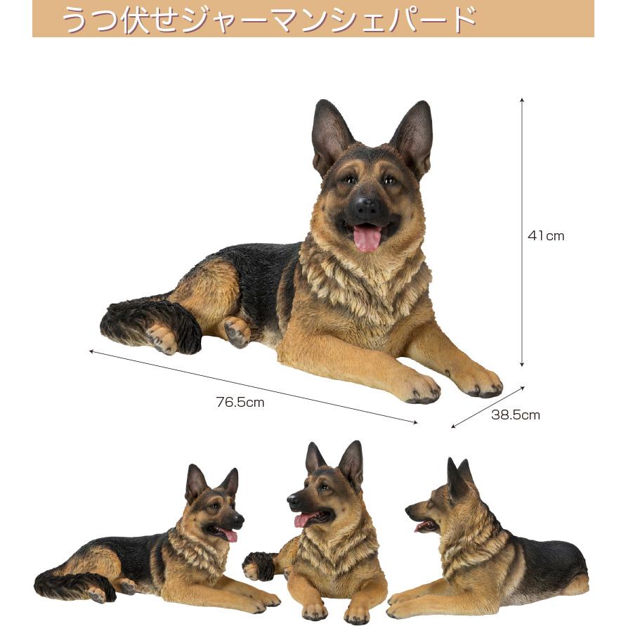 うつぶせ ジャーマンシェパード 76.5 x 38.5 41 cm (幅x奥x高) 本物