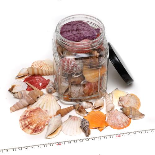 ミックスシェル 貝殻瓶詰めセット シェルボトル 業務用約400g ＜宅配便