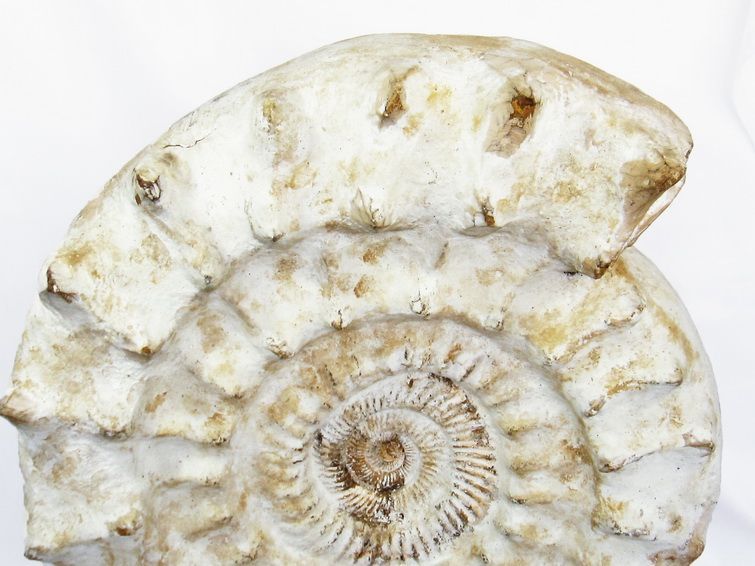 66.1Kg アンモナイト 化石 同梱不可[T726-1004]