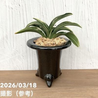 万年青 陶器鉢（花、ガーデニング）のおすすめ人気商品一覧 通販