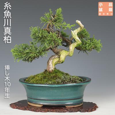 ミニ盆栽 真柏のおすすめ人気商品一覧 通販 - Yahoo!ショッピング