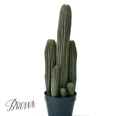 柱サボテン 弁慶柱のおすすめ人気商品一覧 通販 - Yahoo!ショッピング