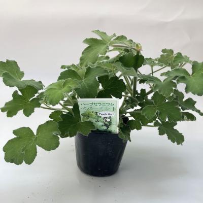 はなこ botanicalgarden - ゼラニウム苗｜Yahoo!ショッピング