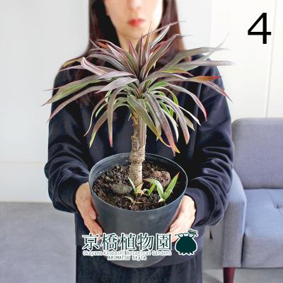 ユッカデスメティアーナのおすすめ人気商品一覧 通販 - Yahoo!ショッピング